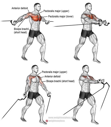 The Cable Chest Fly Exercise, or Cable Crossover, is an isolation movement primarily engaging the pectoral muscles. Despite being used for chest development, cable flyes also engage secondary muscles like the front deltoids, triceps, and core for stability. Unlike traditional chest exercises, like flat bench presses, the cable fly offers ...